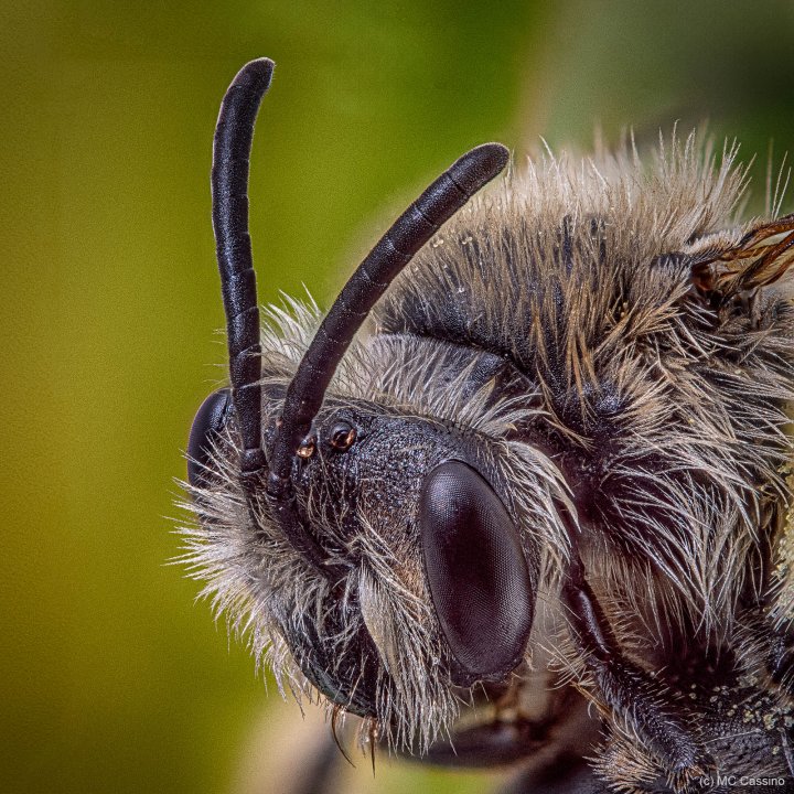 Native Bee